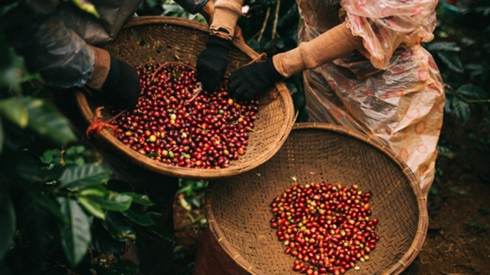 CÀ PHÊ ĐẶC SẢN (Specialty coffee) là gì? Khác biệt của cà phê đặc sản Việt  Nam và cà phê thương mại